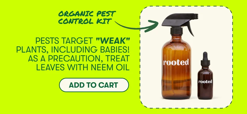 Organic Pest Control Kit. Pests target "weak" plants, including babies! As a precaution, treat leaves with neem oil. Add to cart