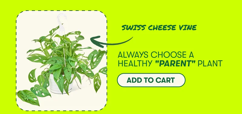 Swiss Cheese Vine. Always choose a healthy "parent" plant. Add to cart