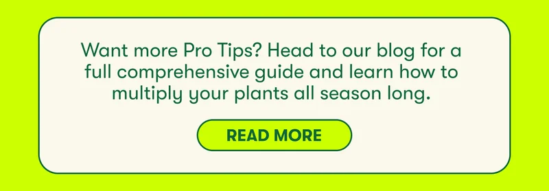 Want more Pro Tips? Head to our blog for a full comprehensive guide and learn how to multiply your plants all season long. Read more