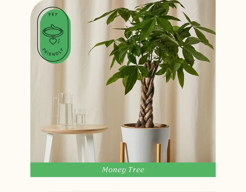 Shop Money Tree