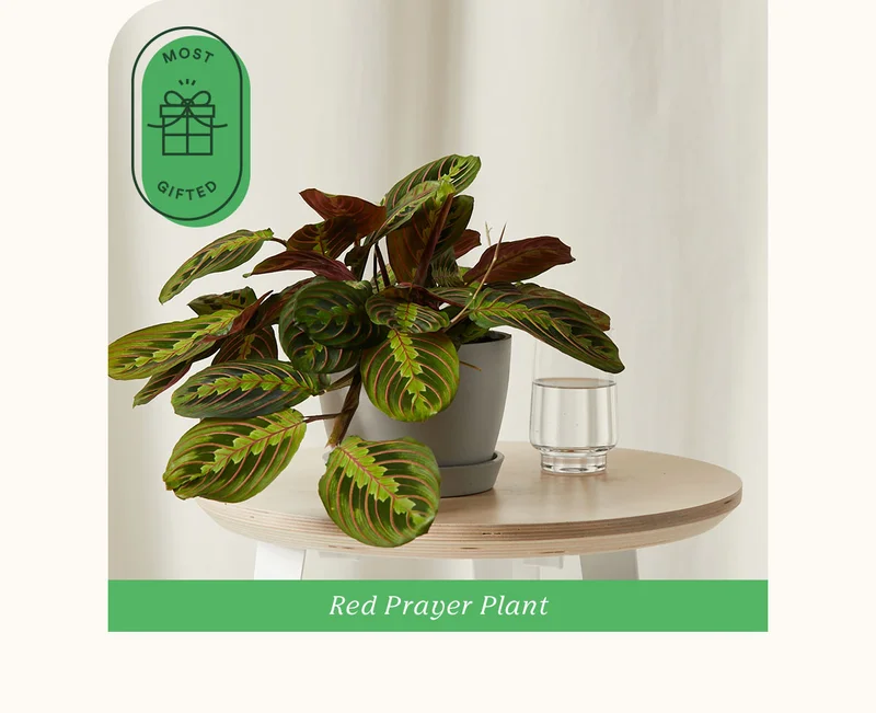 Shop Red Prayer Plant