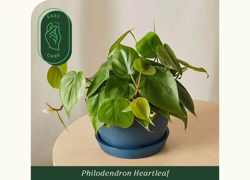 Shop Philodendron Heartleaf