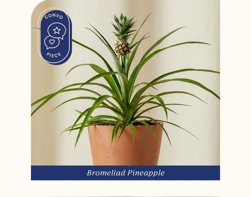 Shop Bromeliad Pineapple