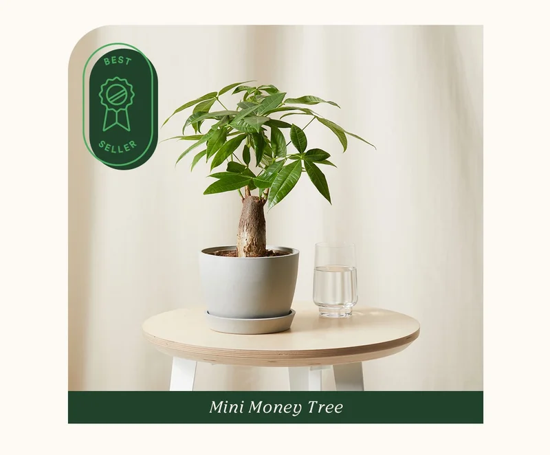 Shop Mini Money Tree