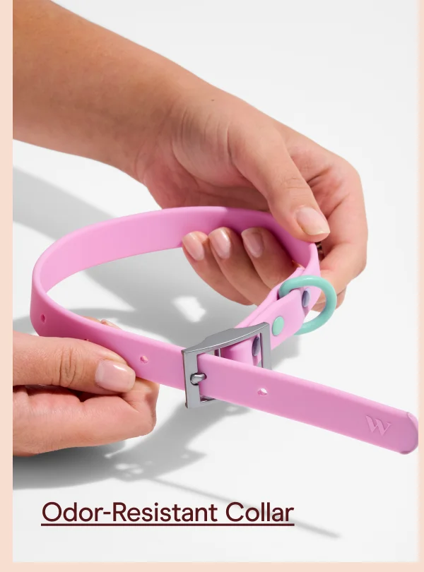 Odor-resistant collar