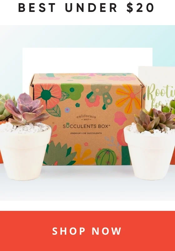 Best Boxes Under $20