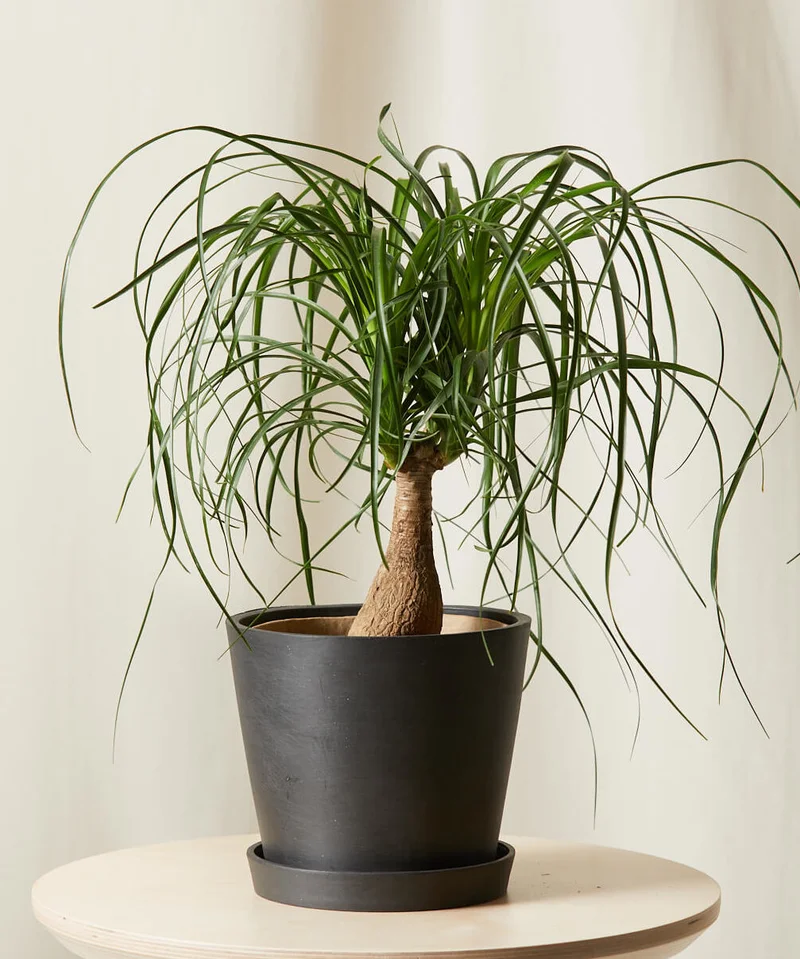 Image of Ponytail Palm