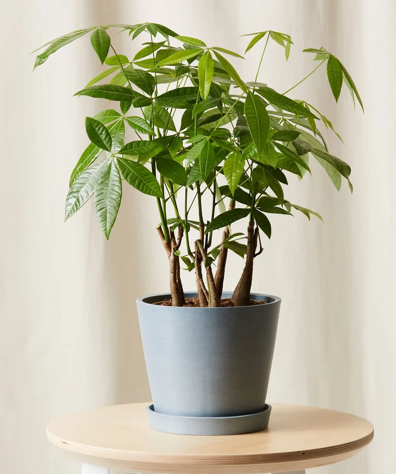 Image of Money Tree Forest