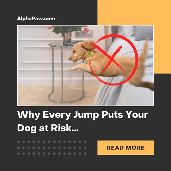 Why every jump puts your dog at risk