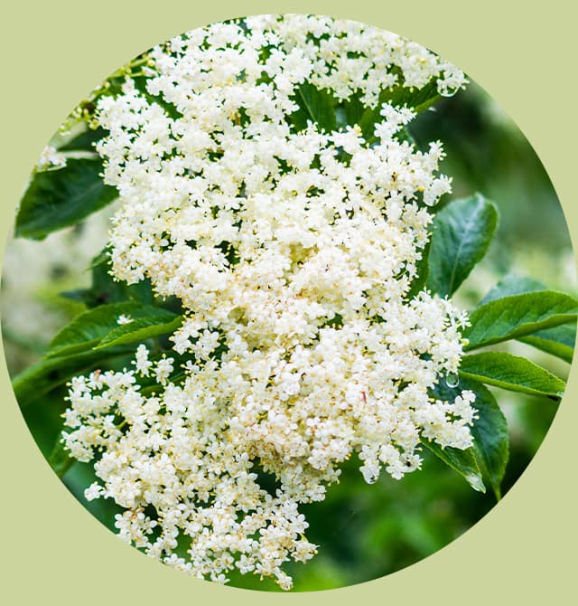 White Tea and Elderflower Body Butter