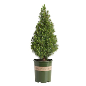 15% Off Select Monrovia Shrubs