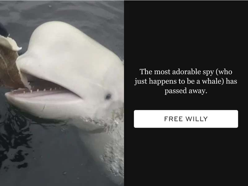 Adorable spy whale passes away.