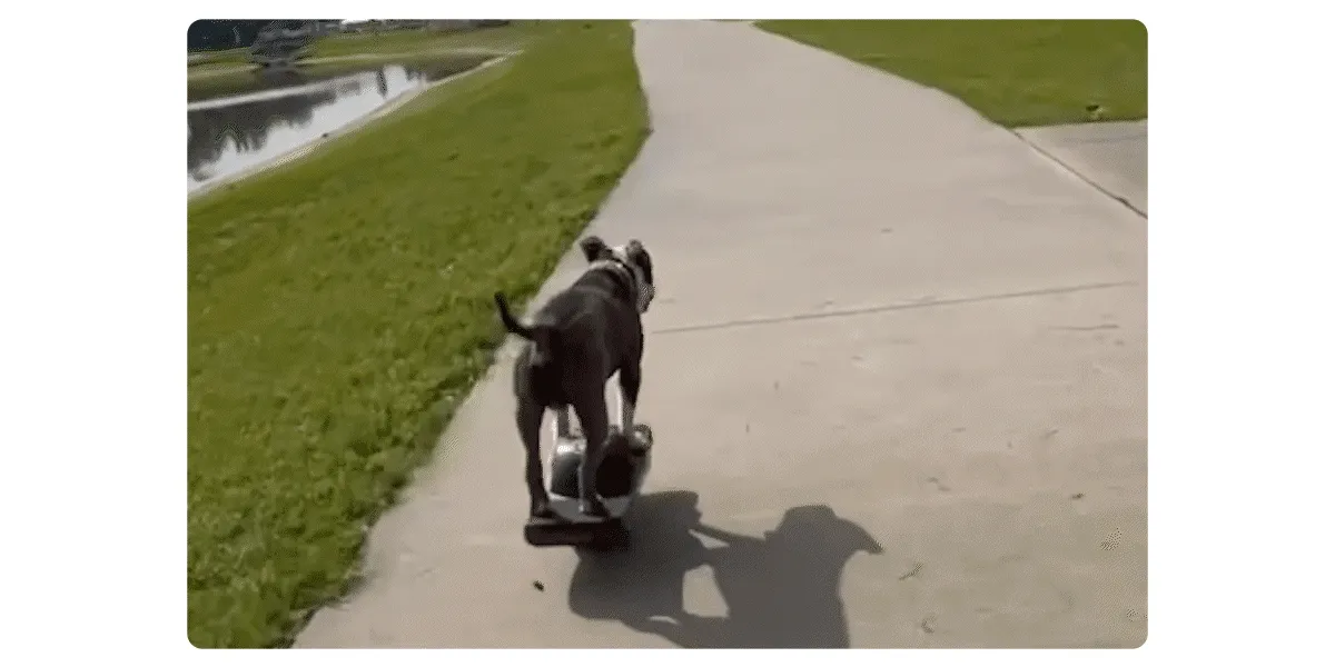 Dog Onewheels