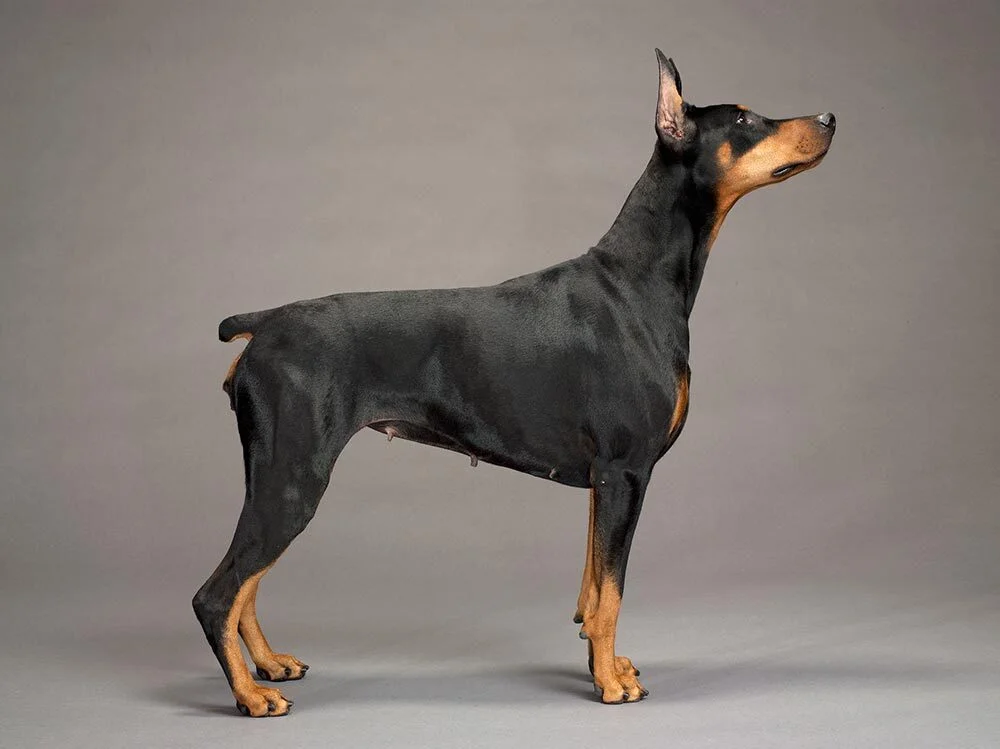 A portrait of a Doberman pinscher on a grey background