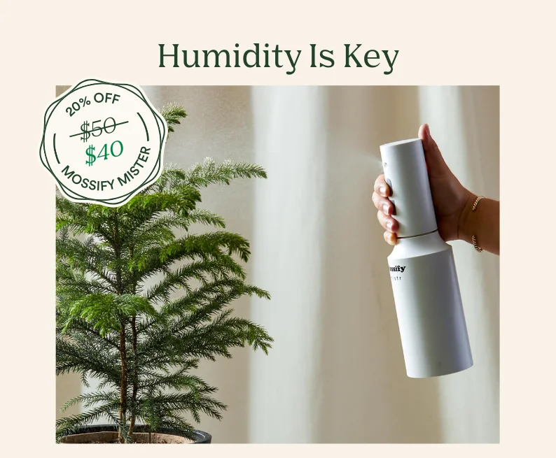 save 20% on the mister