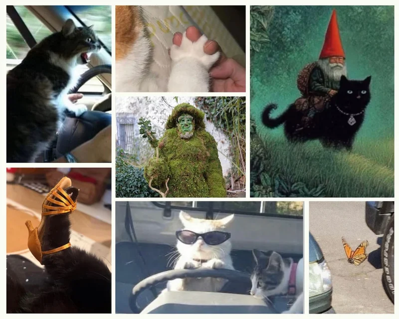 A collage of cat memes