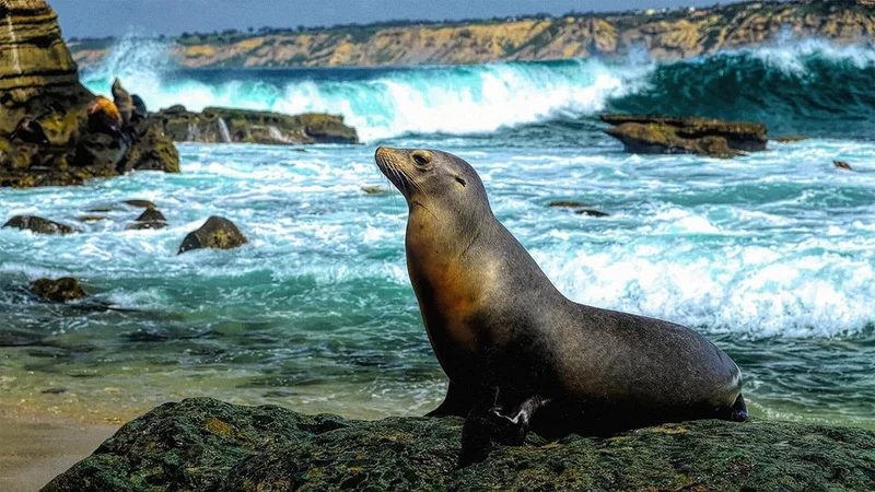 Image description: Sea Lion at La Jolla Cove