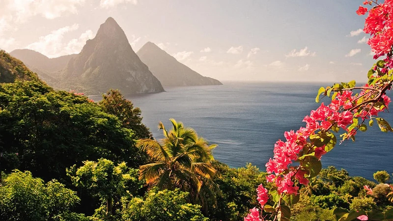 Image description: Mountains and pink flowers by the ocean, on St. Lucia