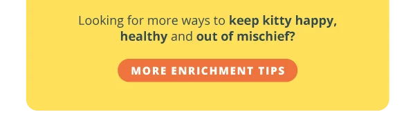 Looking for more ways to keep kitty happy, healthy and out of mischief? More enrichment tips.