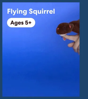 Flying Squirrel