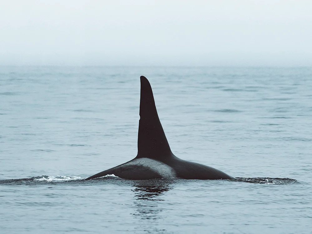 An orca's dorsal fin sticks out of the water
