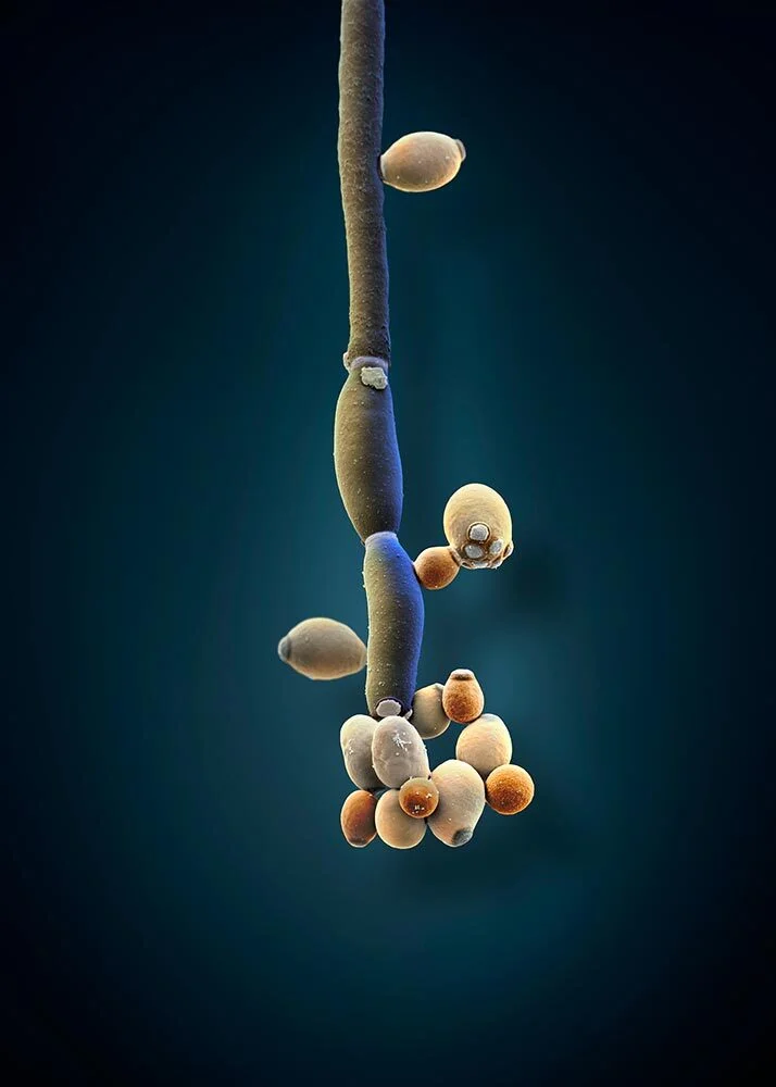 An illustration of the fungus Candida albicans