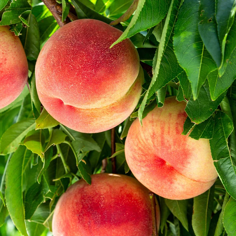 Image of Elberta Peach Tree