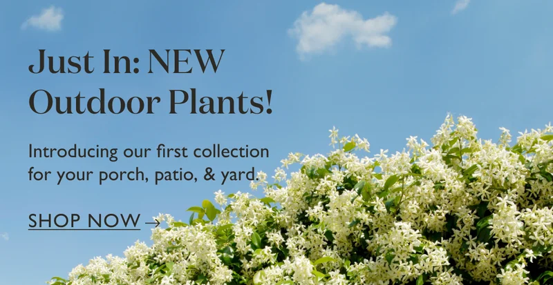 Just In: NEW Outdoor Plants! Introducing our first collection for your porch, patio, and yard.