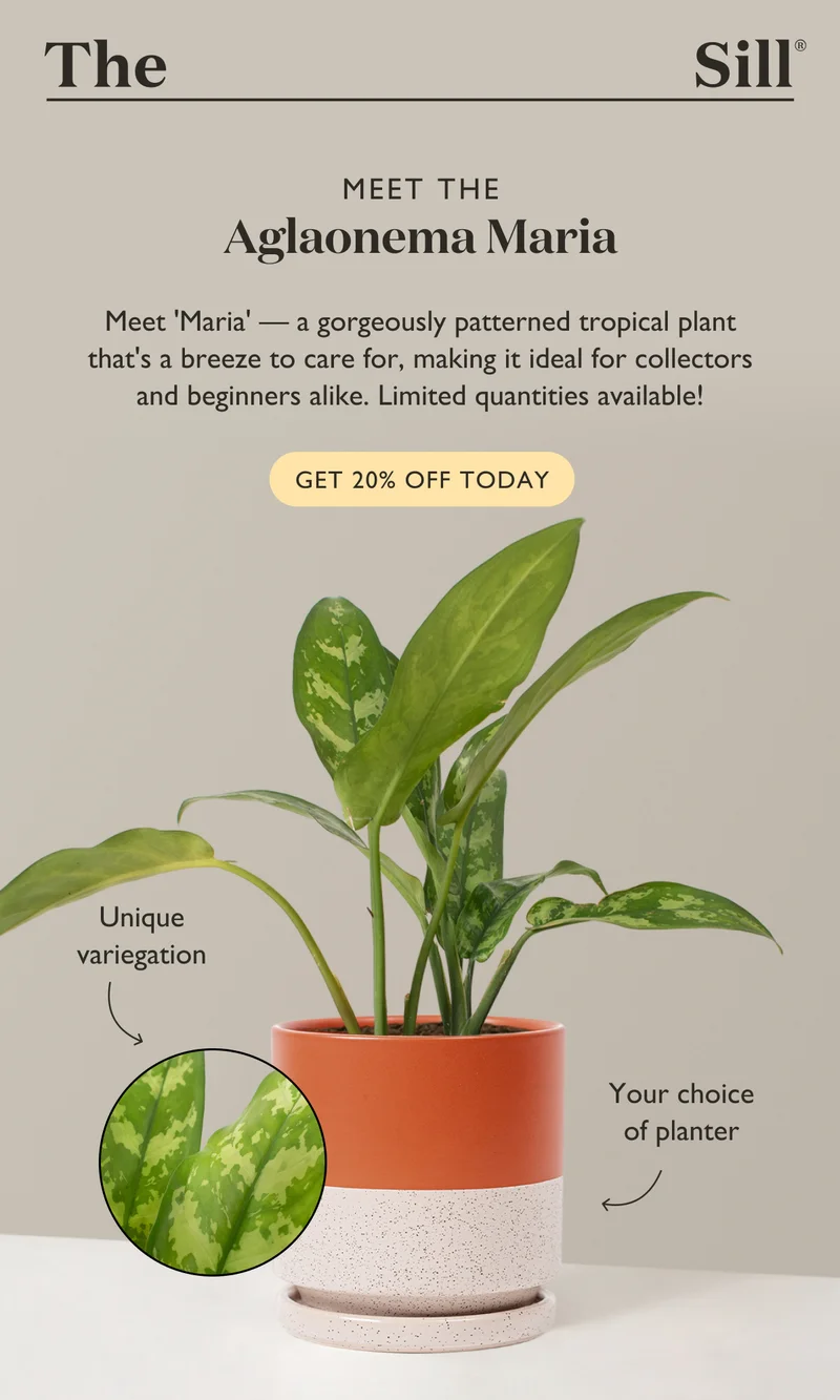 Meet Maria - a gorgeously patterned tropical plant that's a breeze to care for, making it ideal for collectors and beginners alike. Limited quantities available! Get 20% Maria today!
