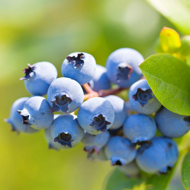 Image of Duke Blueberry