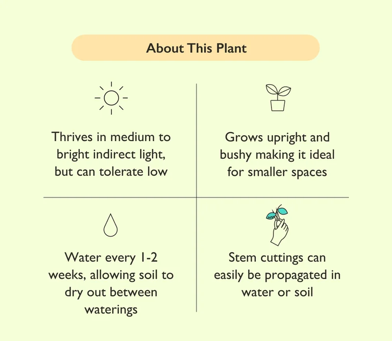Thrives in medium to bright indirect light, but can tolerate low. Water every 1-2 weeks, allowing soil to dry out between waterings.