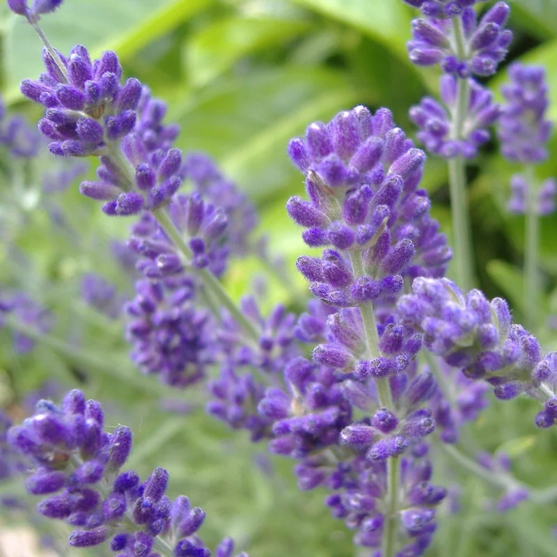 Image of Lavender Plant