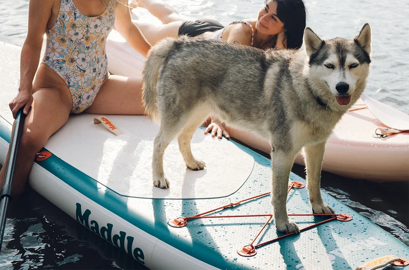 [Shop Dog-Friendly Boards]