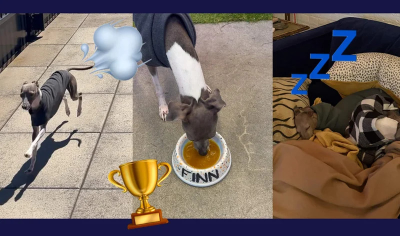 Photo Carousel: Finn Running, Finn eating Bone Broth Plus, Finn sleeping