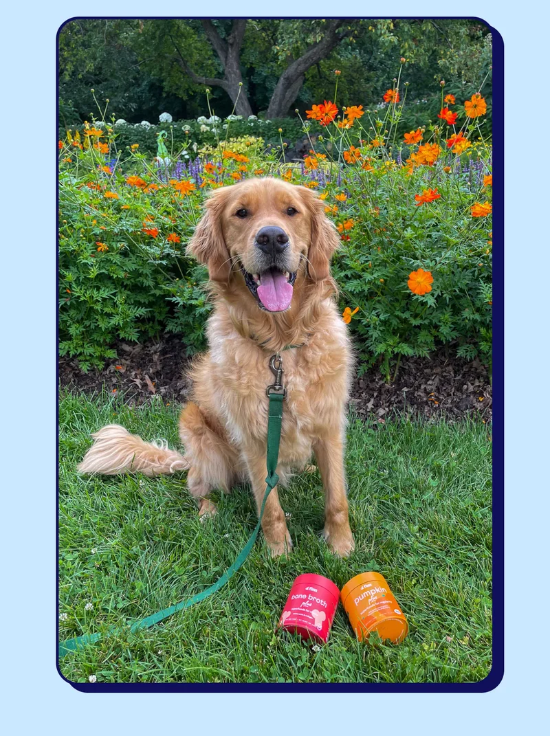Photo of a Golden Retriever with Bone Broth Plus and Pumpkin Plus