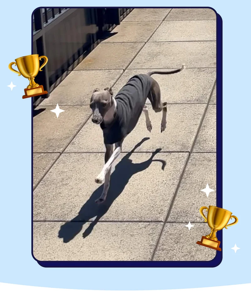 Photo of Finn the dog running with trophies around him