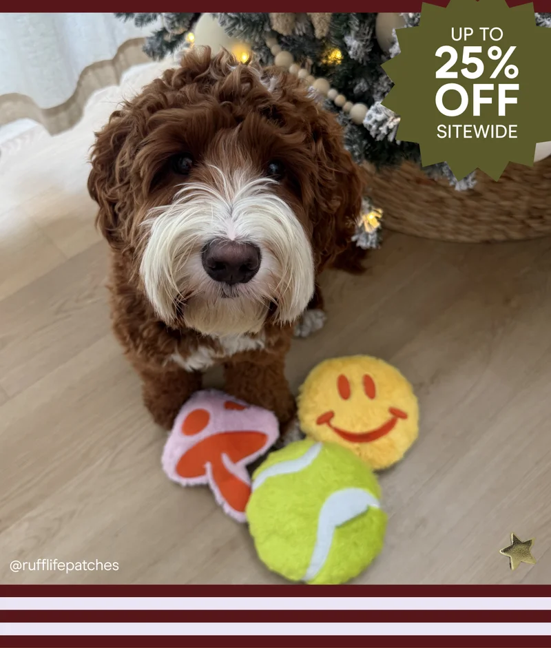 dog with playful plush