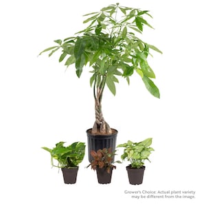 Up to 25% Off Select House Plants