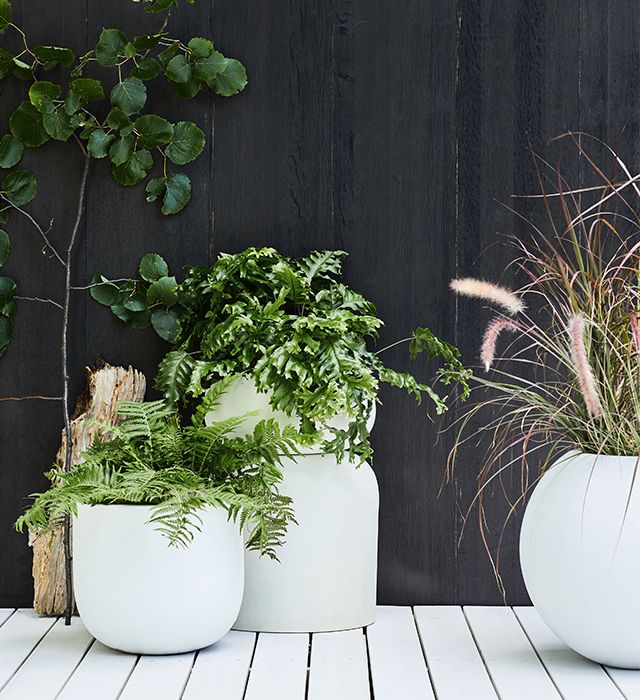 make your plants pop with white planters