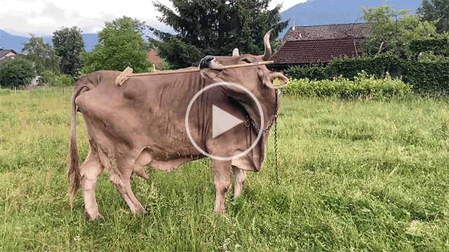 A video of a brown cow scratching herself with a rake