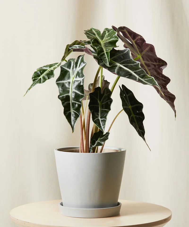 Image of Alocasia Polly