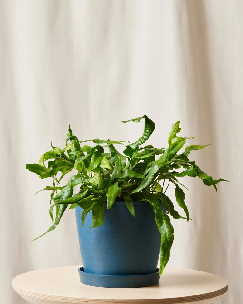 Image of Kangaroo Fern