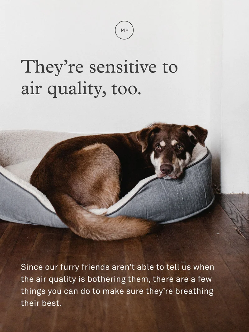Your pets are sensitive to air quality, too.