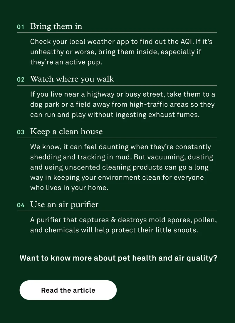 Tips to make sure pet breathes their best