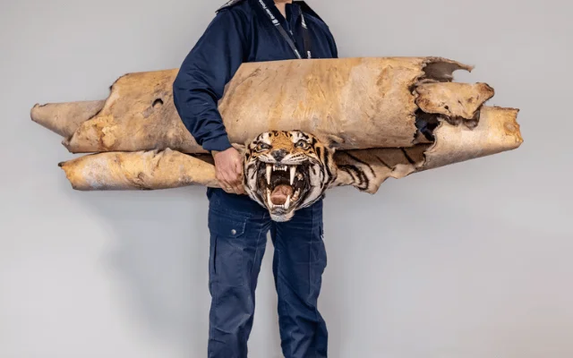 A border officer with CITES, the Convention on International Trade in Endangered Species holds a tiger hide seized at London’s Heathrow Airport—part of a crackdown on the deadly trade.