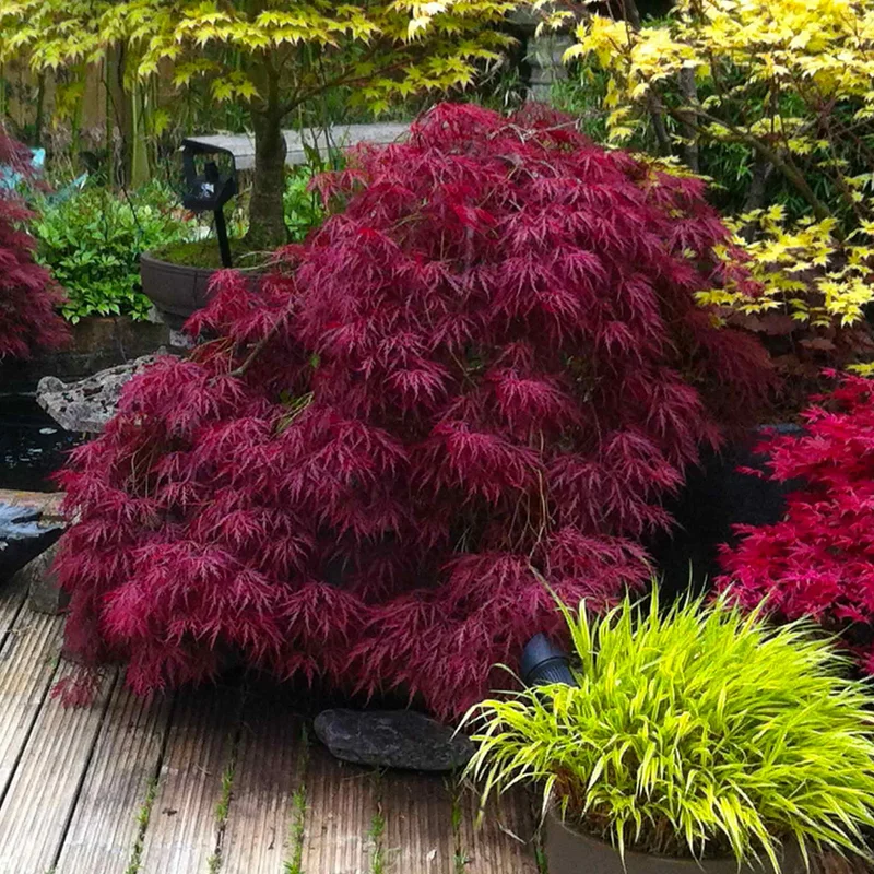 Image of Red Dragon Japanese Maple