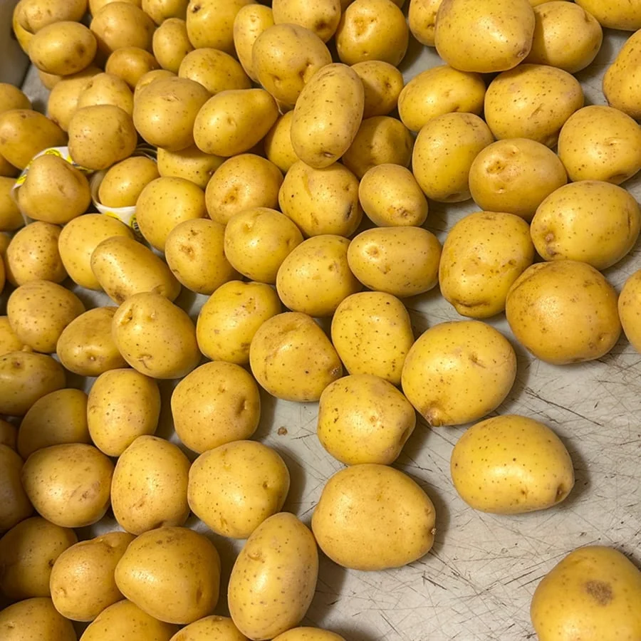 Yellow Organic Potatoes