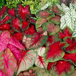 Up to 60% Off Select Plants