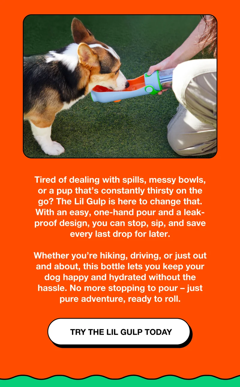 Try the ULTIMATE doggy water bottle