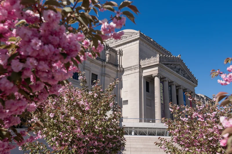 A photograph of the Brooklyn Museum surrounded by pink cherry blossoms